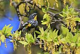 Yellow-rumped Warbler